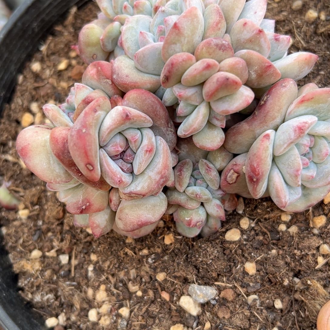 有*花新年快乐 新年快乐 新年快乐