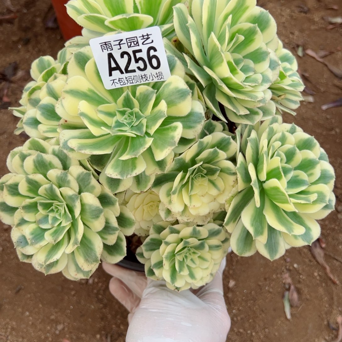 256迈巴赫尺寸20左右