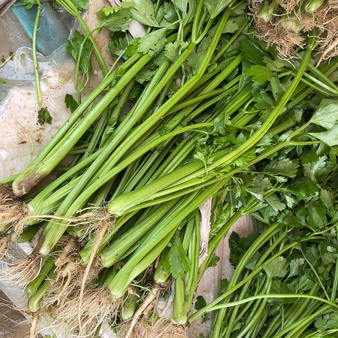 中国大陆农家芹菜实梗三斤