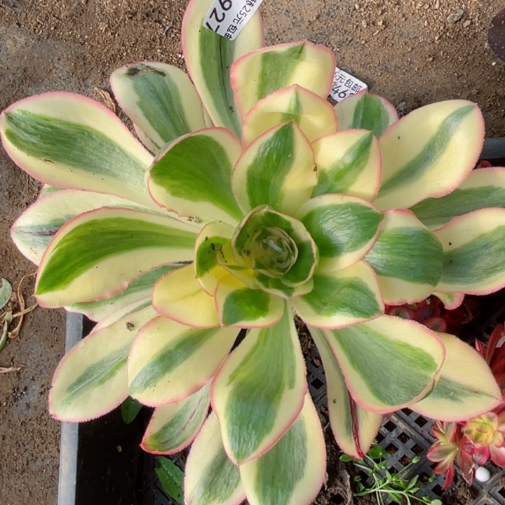 927艳资多肉12345678