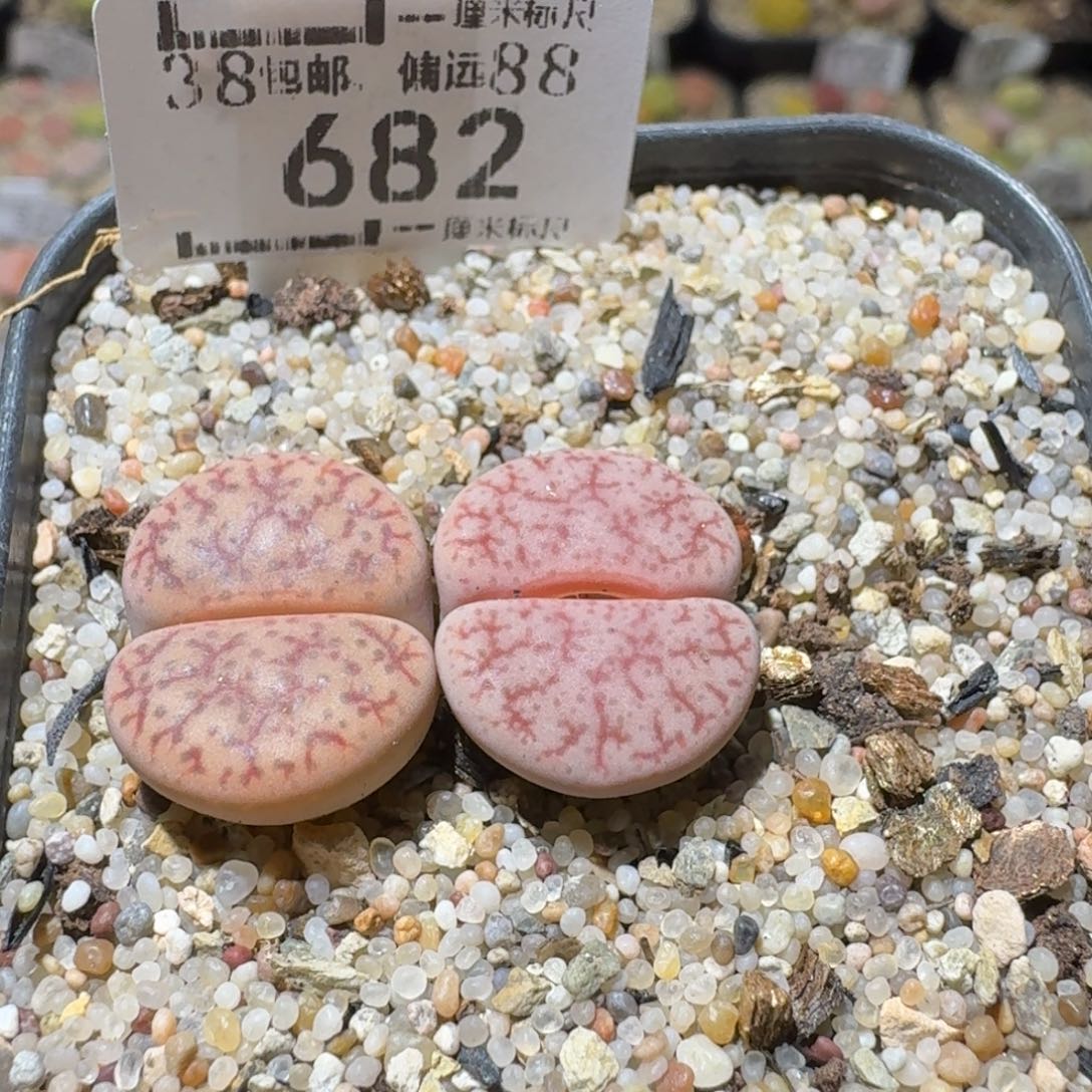 Sss高货清仓了682