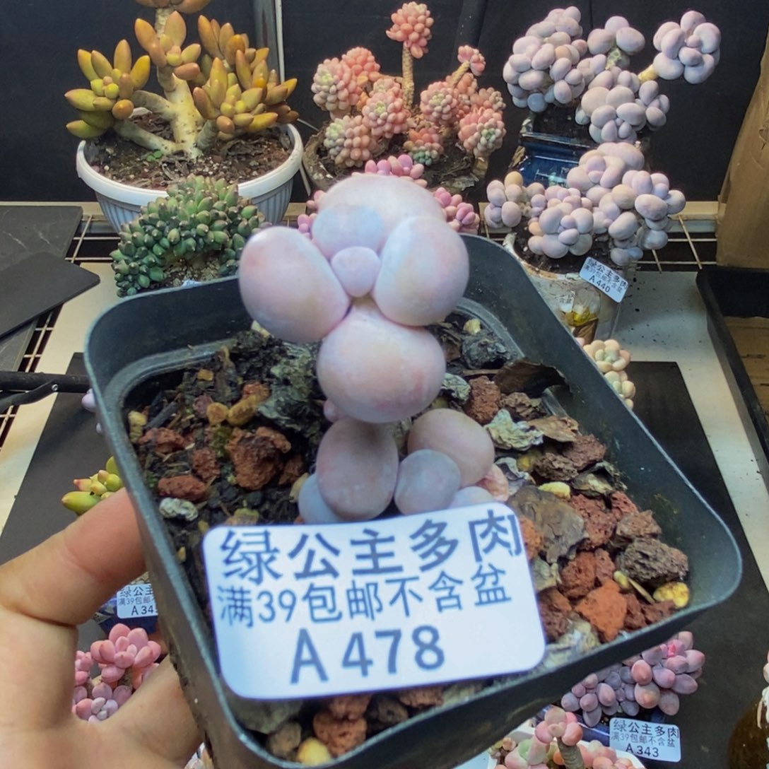 478橙奶多肉肉2c m