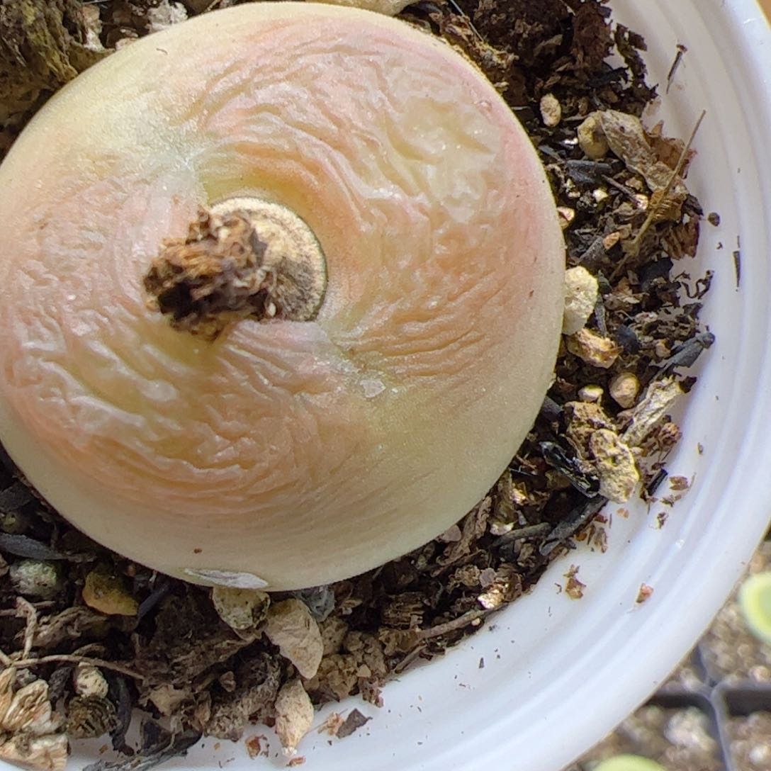 【闪购商品】291 瑕疵福利