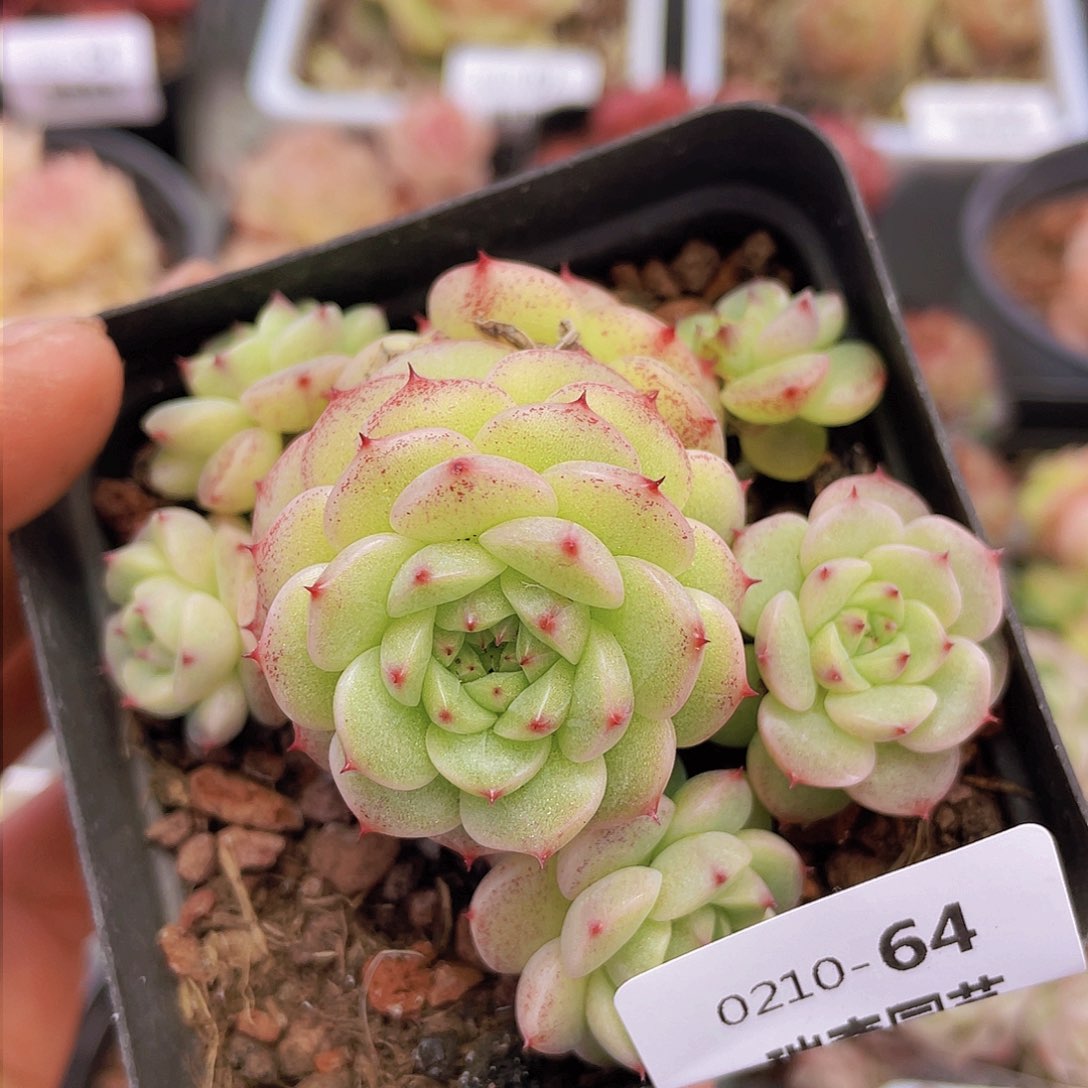 000000000000064一物一拍