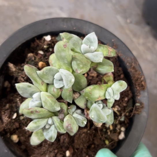 绿豆苹果叶7333哇哇哇