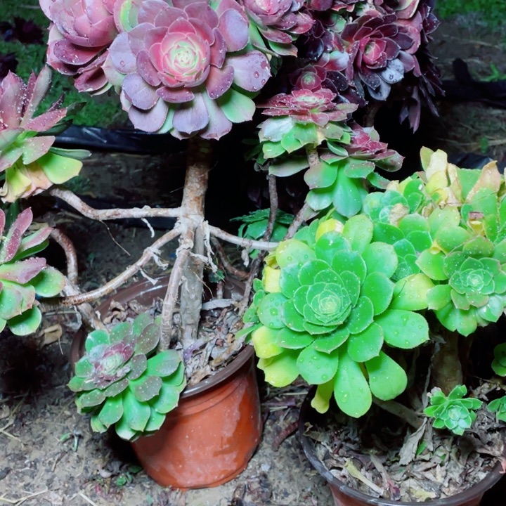 多肉植物组合499