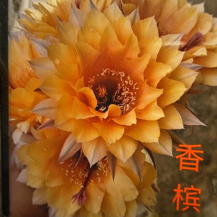 香槟彩草有根5厘米