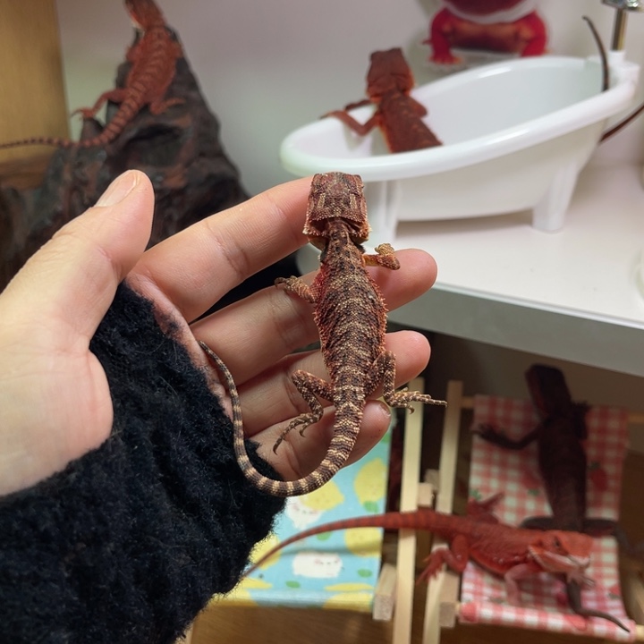 鬃狮蜥黑红双隐妹妹