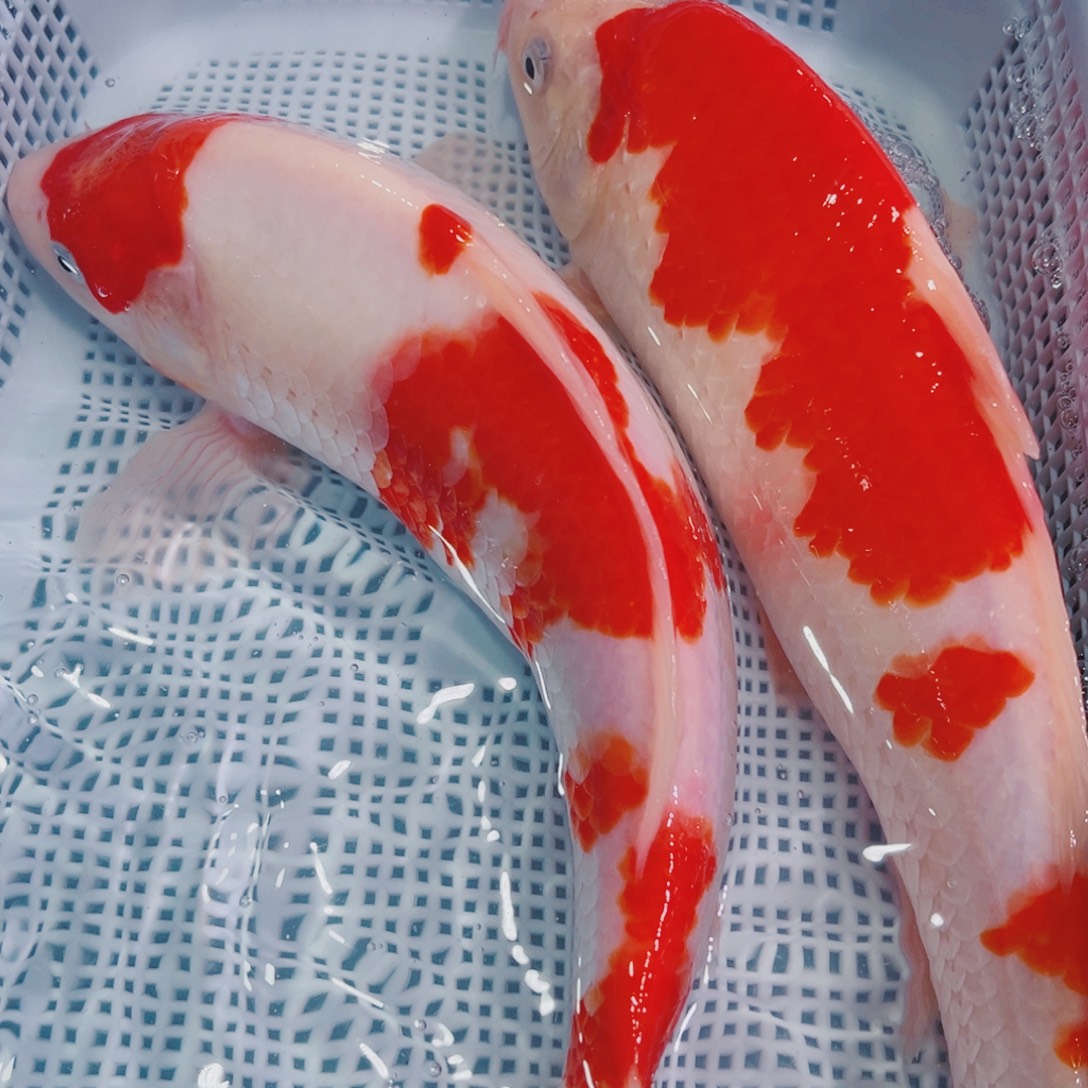 锦鲤锦鲤冷水鱼观赏611