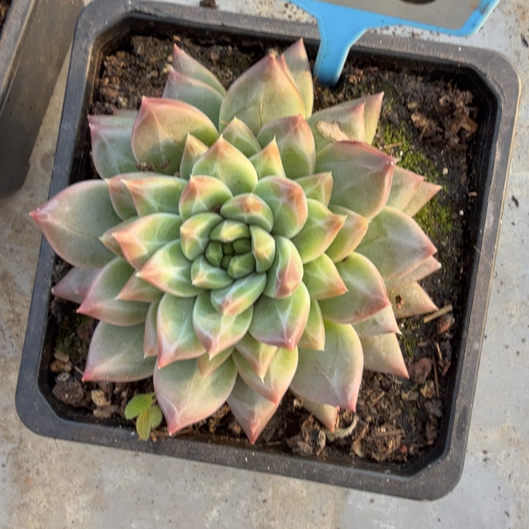 多肉植物韦斯特曼个体090