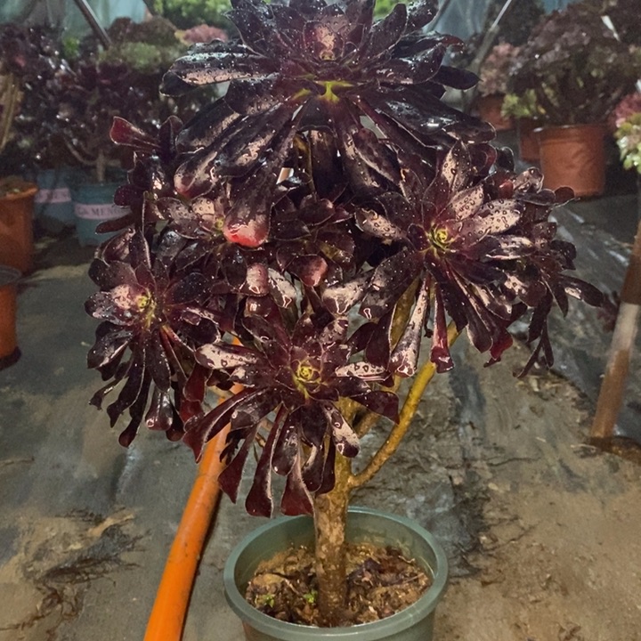 墨法多肉植物22。   