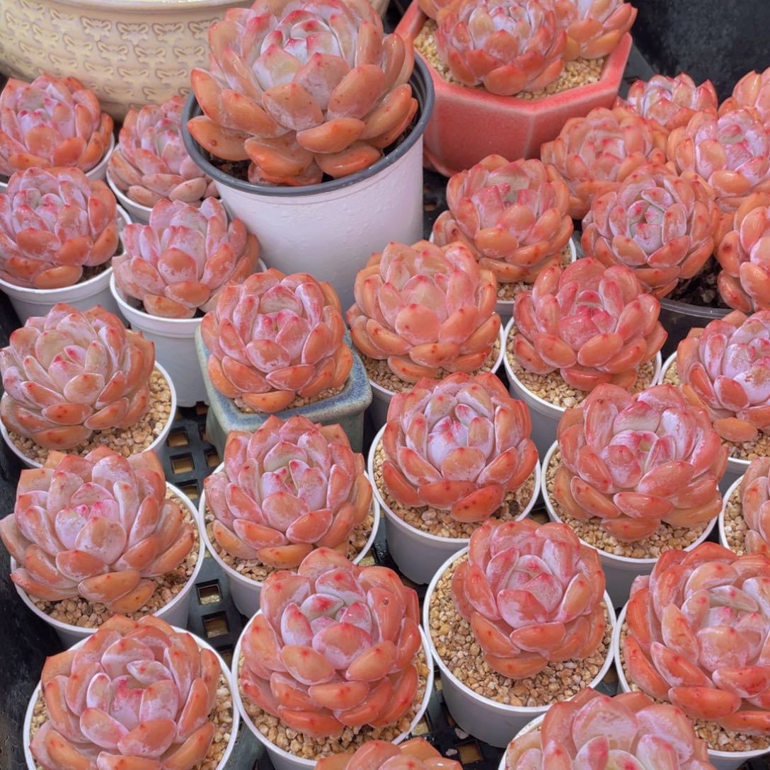 量拍66号 果冻韩版仙女橙单头5个