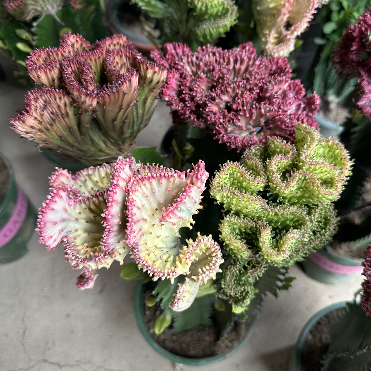 四色彩春风 多肉植物 嫁接好成活