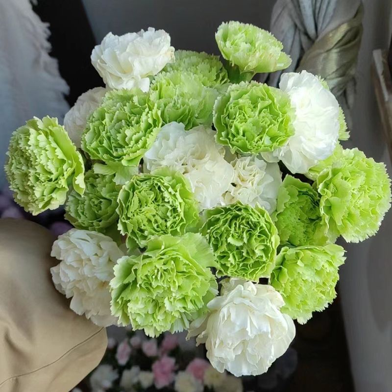 20枝【 冰淇淋康乃馨 】夏日清爽 鲜花插花云南鲜花 家居水养插花