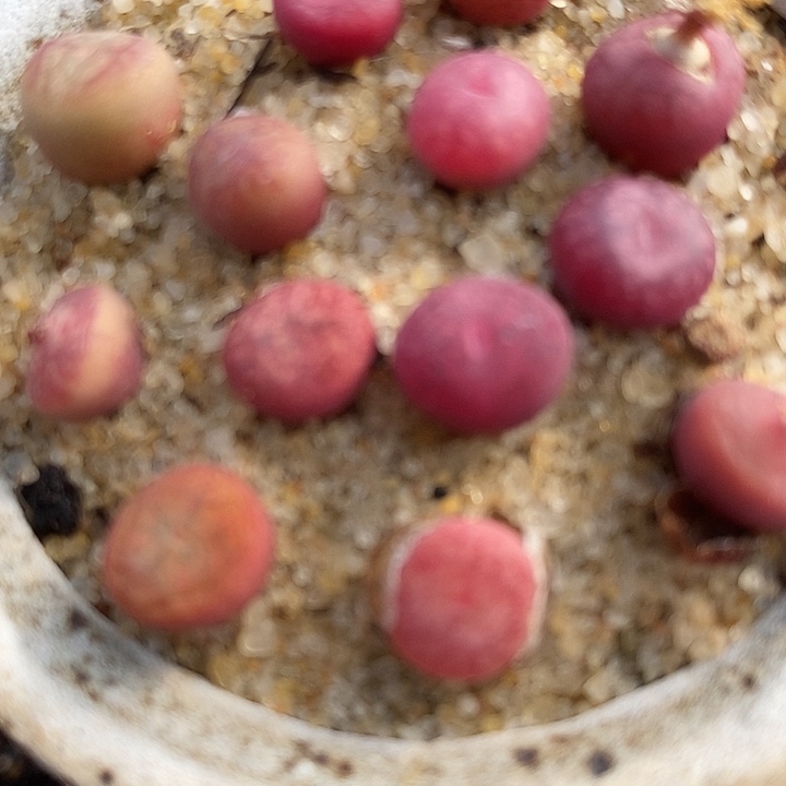 钻墨杂交一颗。        