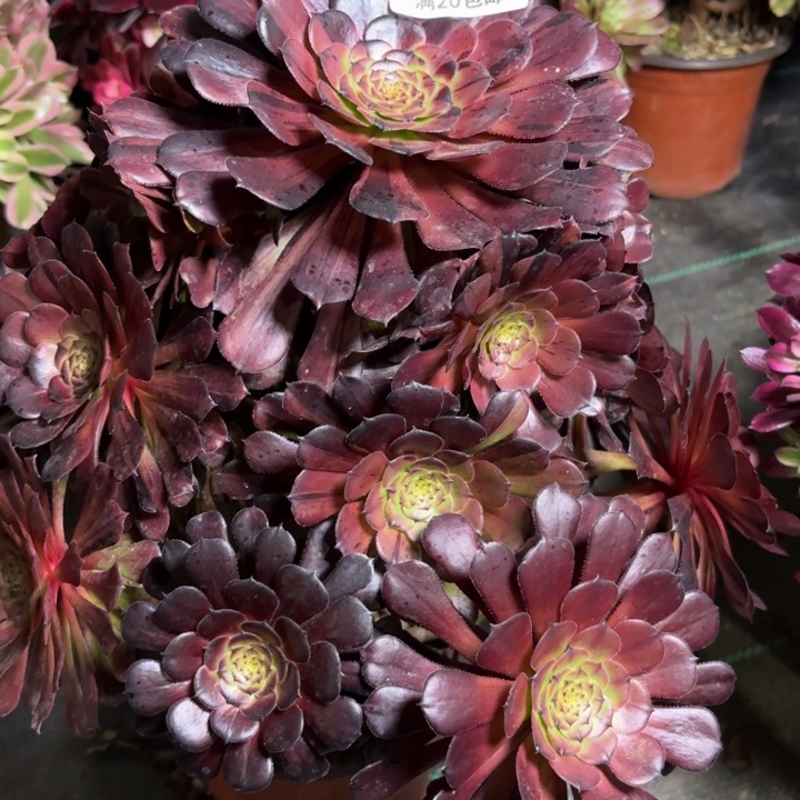 瑞妈一物一拍866