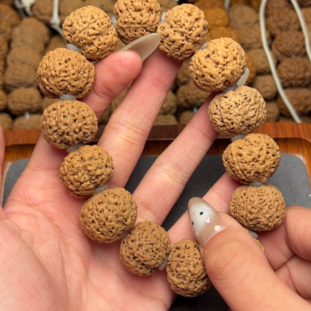 菩提1号尼泊尔大金刚22五星蜂王