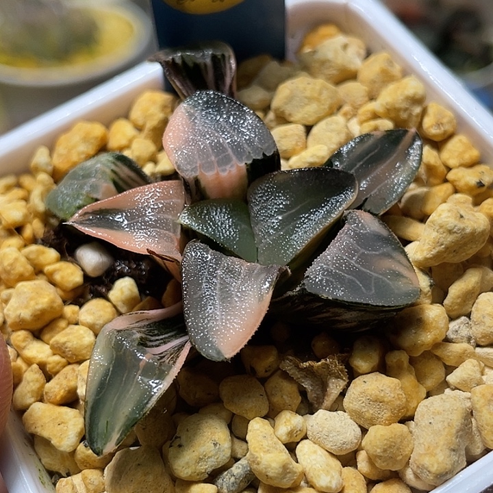 510浓白文克锦特选福利