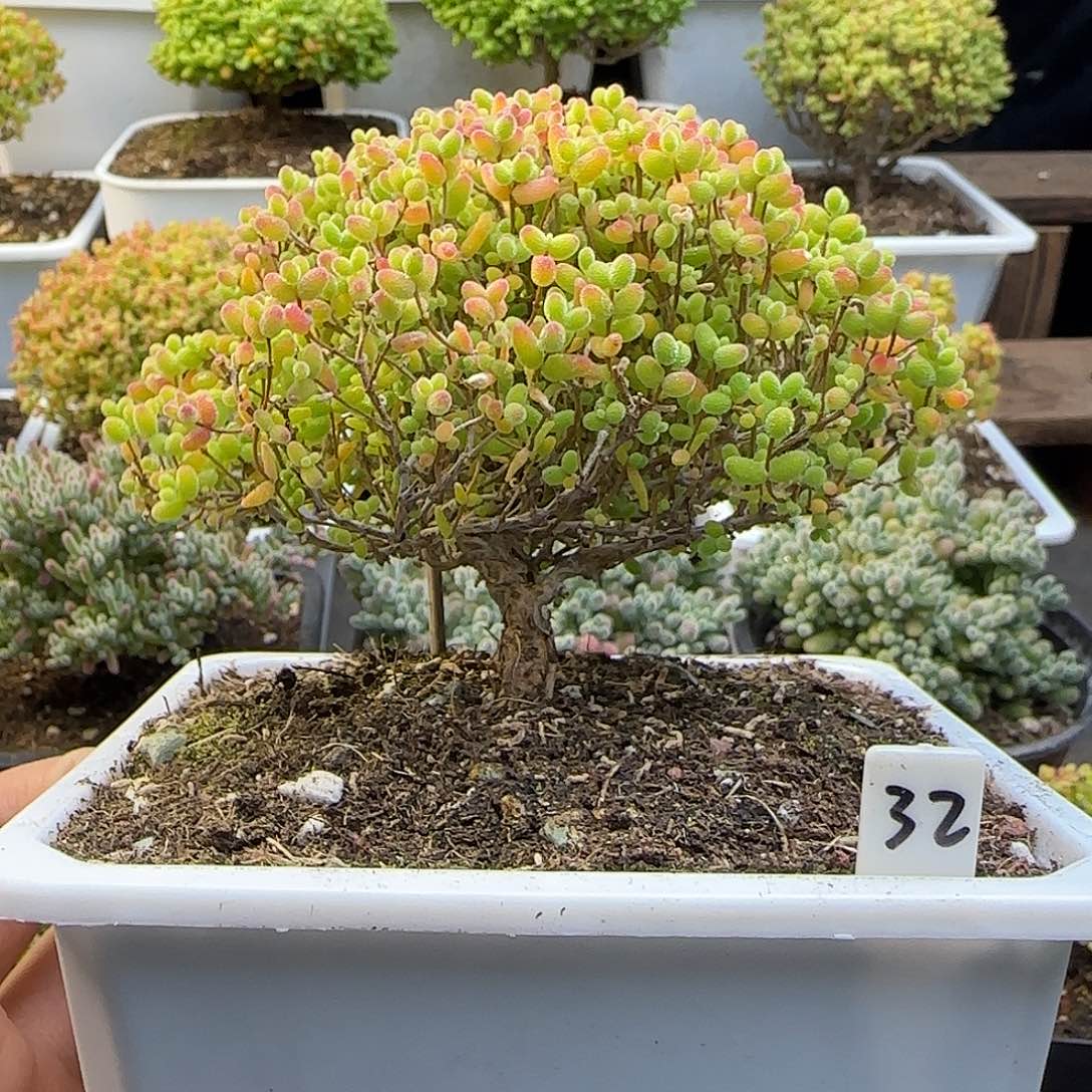 蜜橘糖球一物一拍