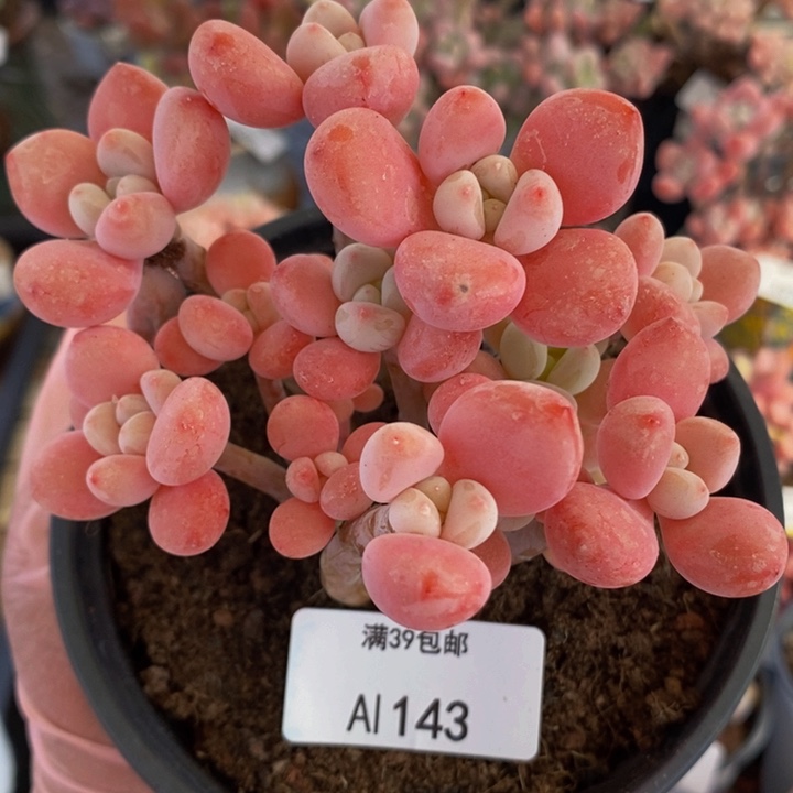 樱花洛神10cm143多肉植物