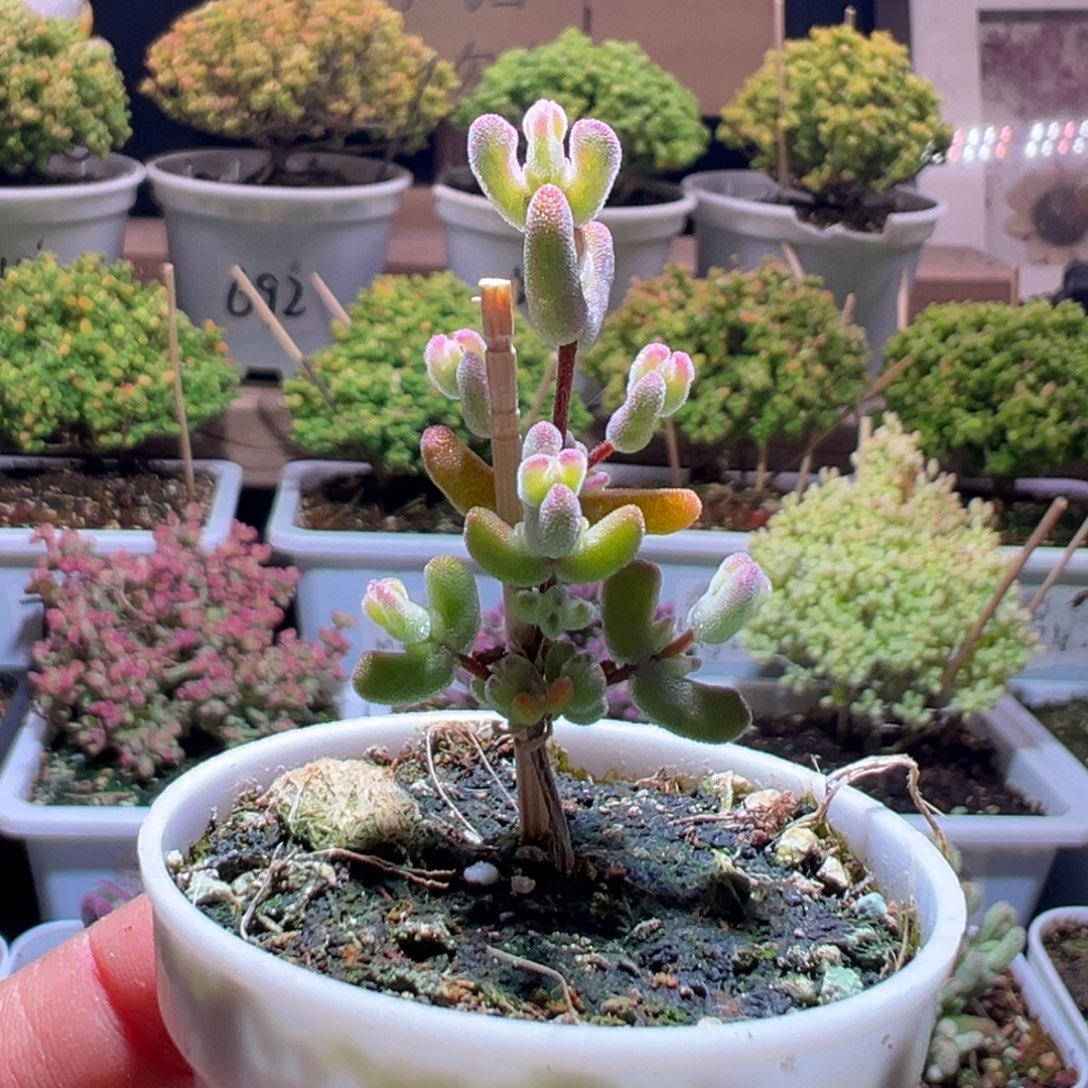 811乐曲一物一拍包开箱