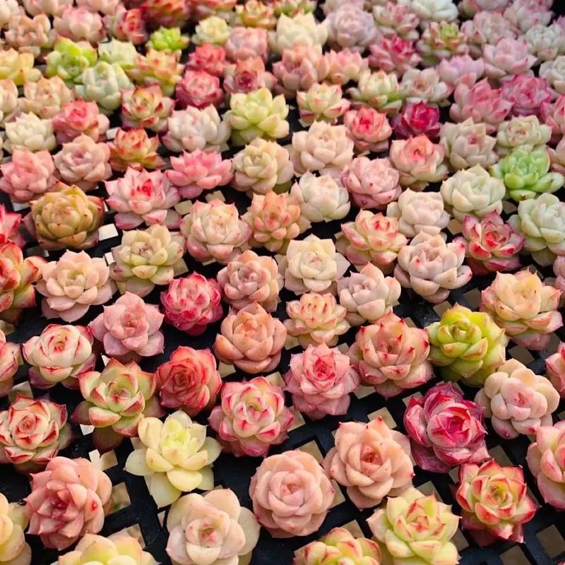 小星崽 孤品综合链接【满19包邮】