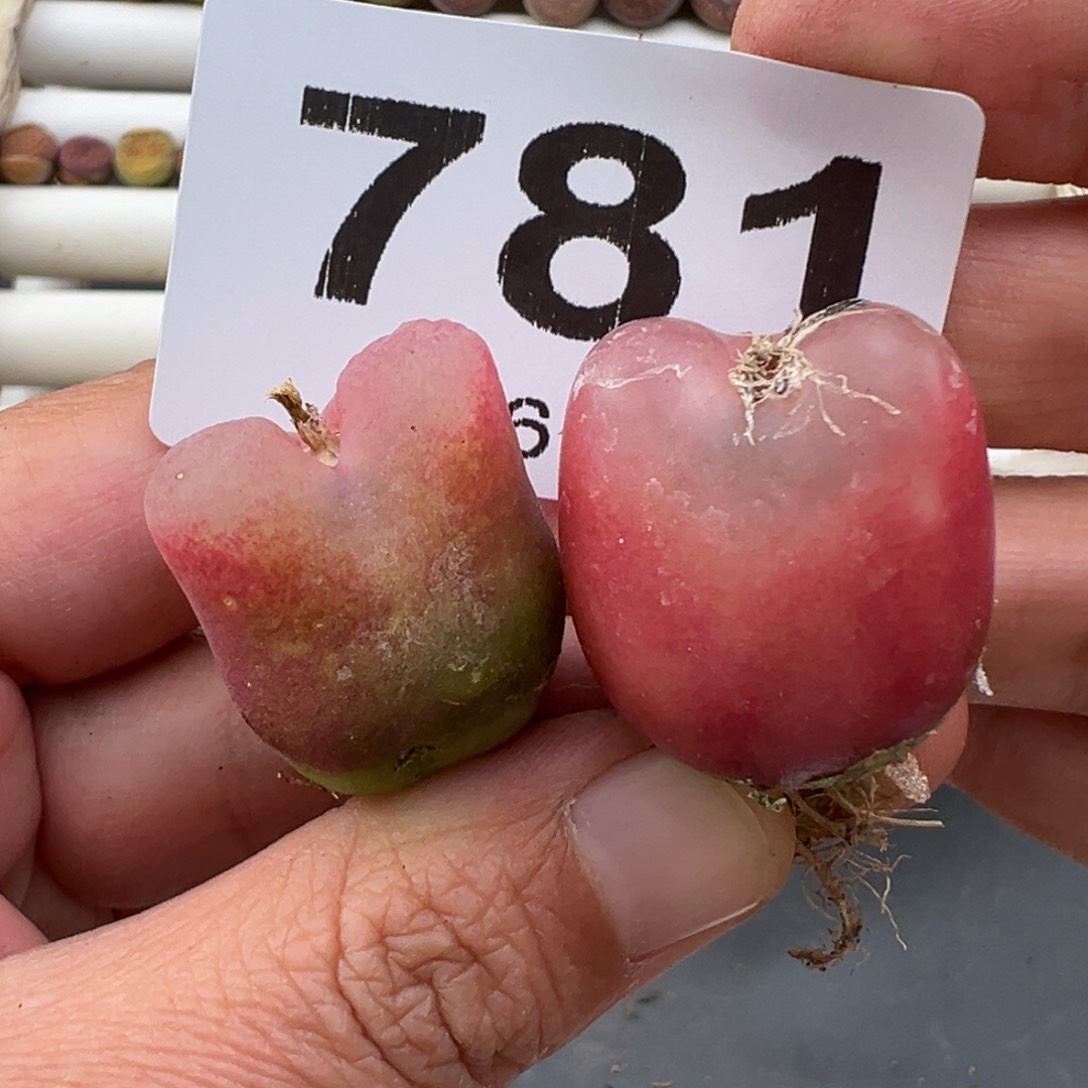 3.9好看的多肉脱土发货781