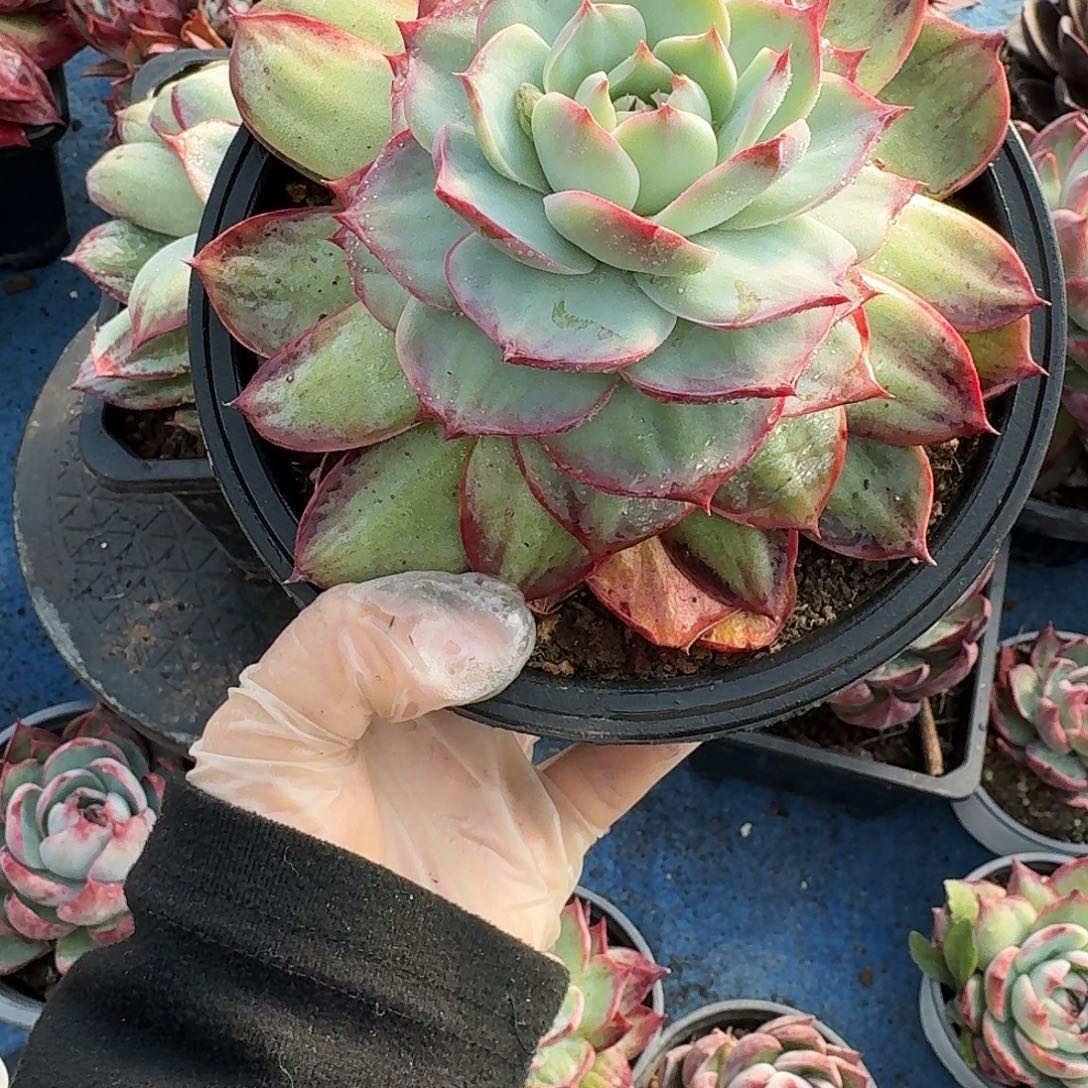 惊鸿惊鸿惊鸿 3999..........