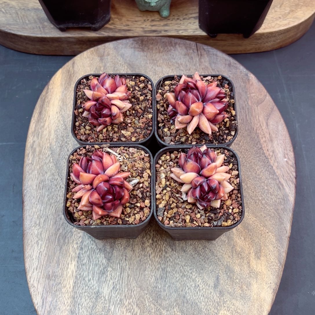 迷雾泡泡量拍—哈哈哈哈哈