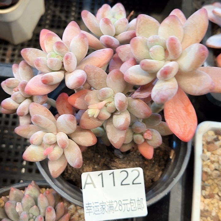 幸运的是我的朋友们