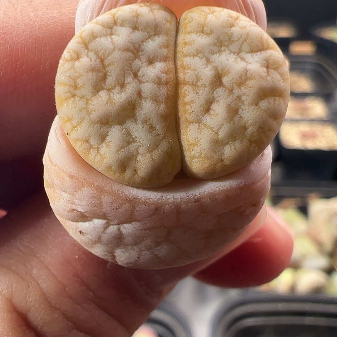 一物一拍。       252