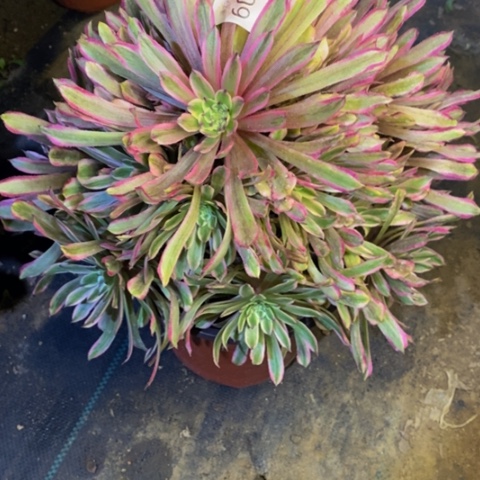 糖果粉黛多肉植物6093