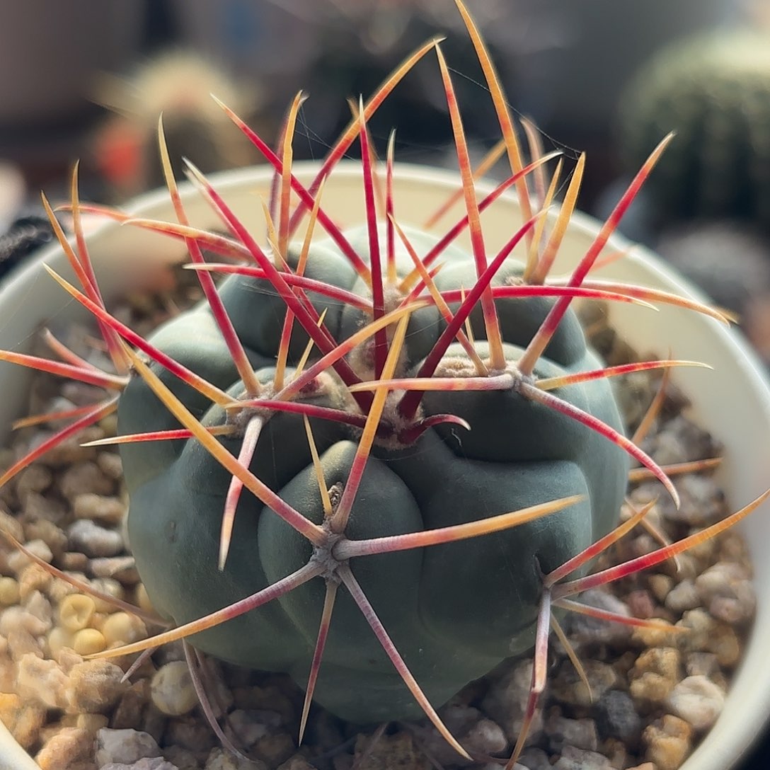 仙人球实生绯冠龙