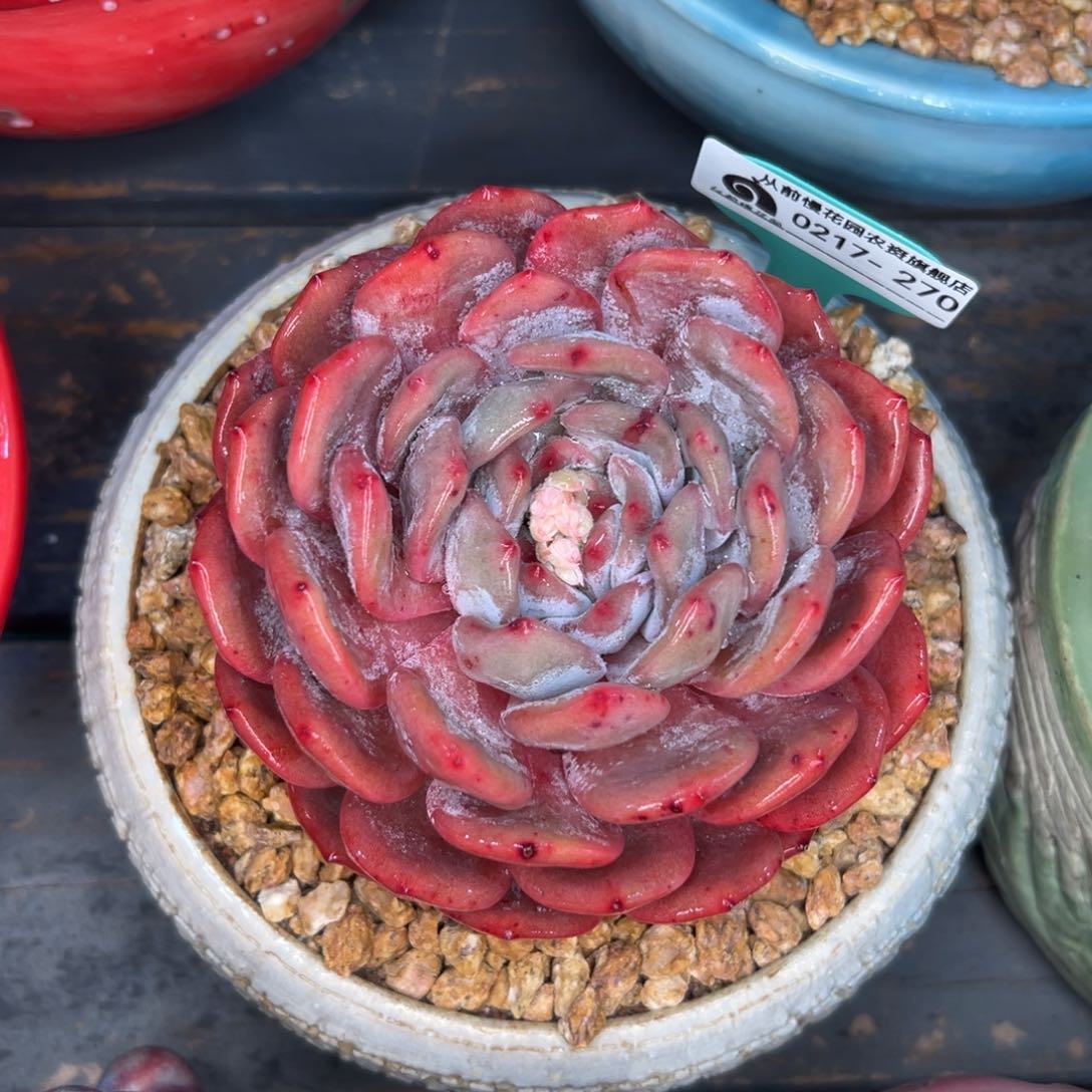 多肉一物一拍0217-270