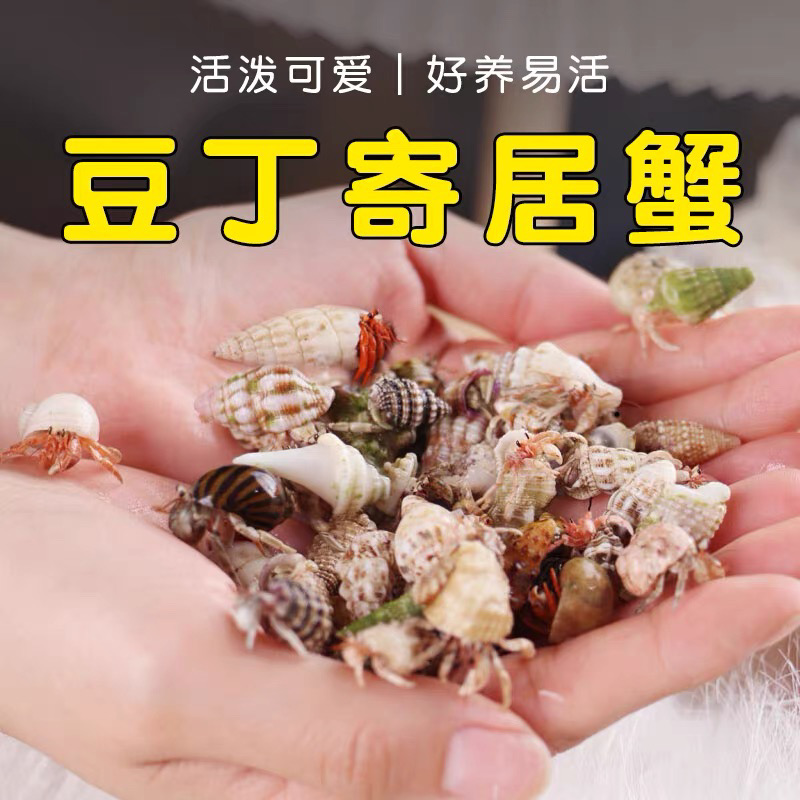 陆生彩豆寄居蟹懒人好养活可爱萌宠攀爬
