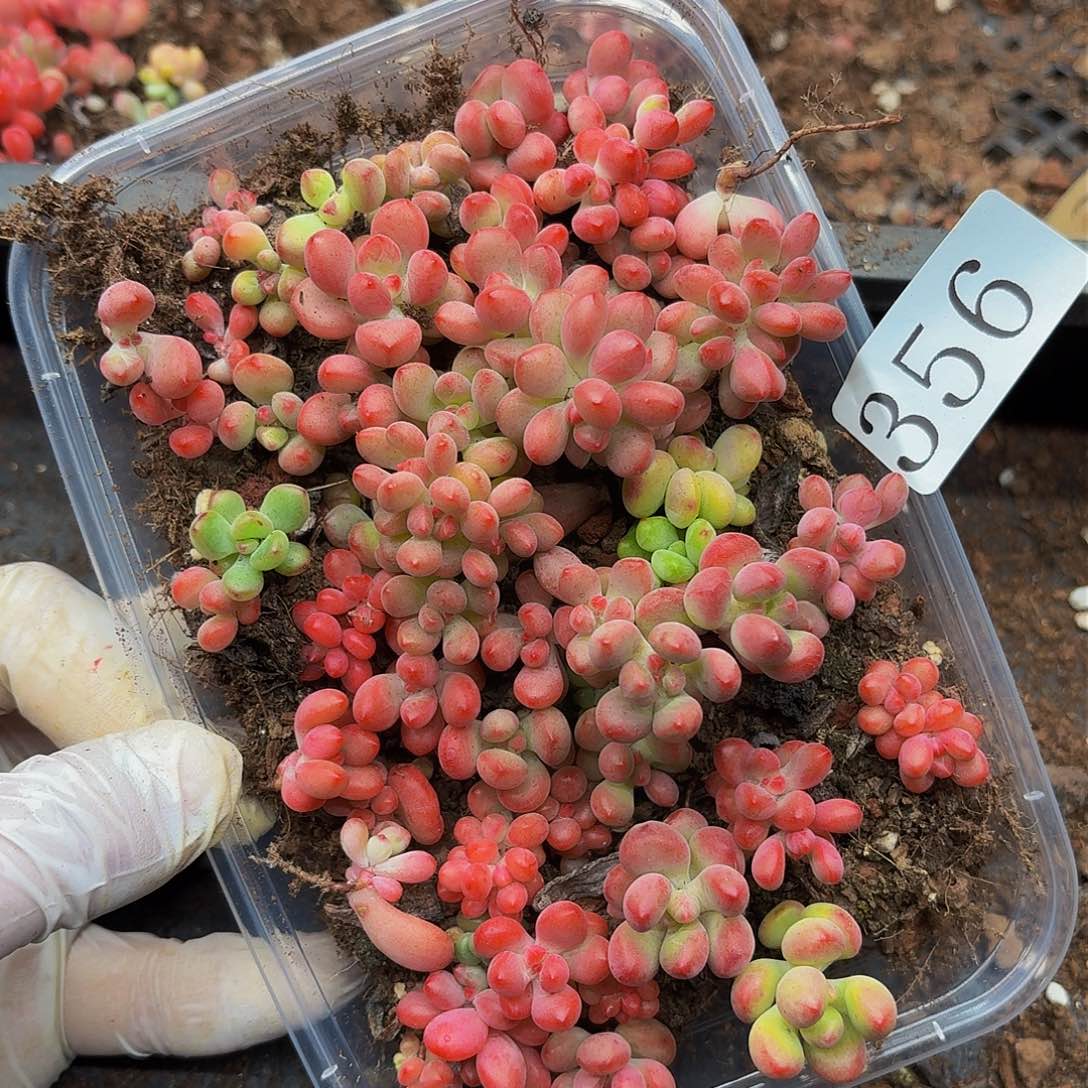 多肉植物多肉植物356