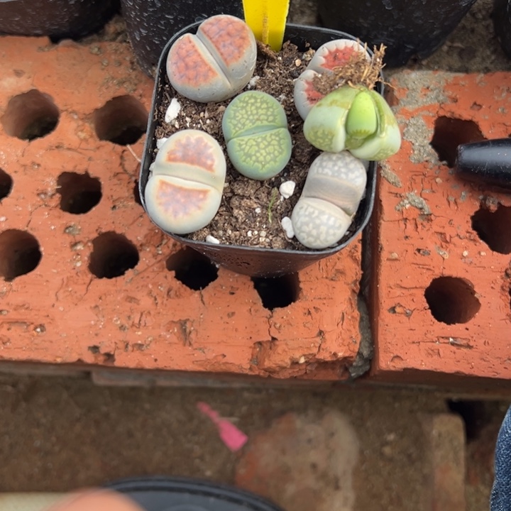 野***菜生日快乐哈哈哈哈哈815