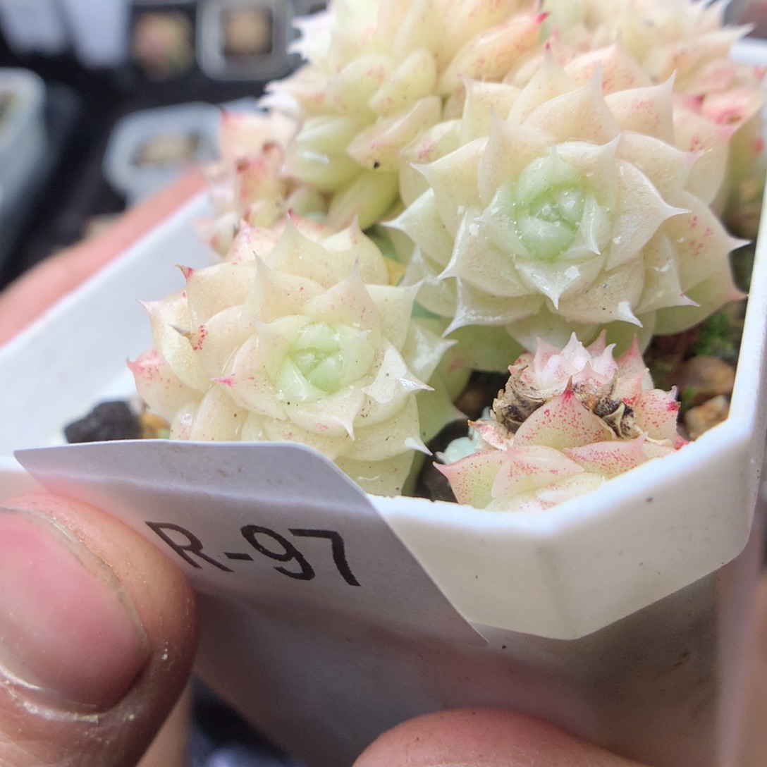 无花朵R97。yyyyyyy