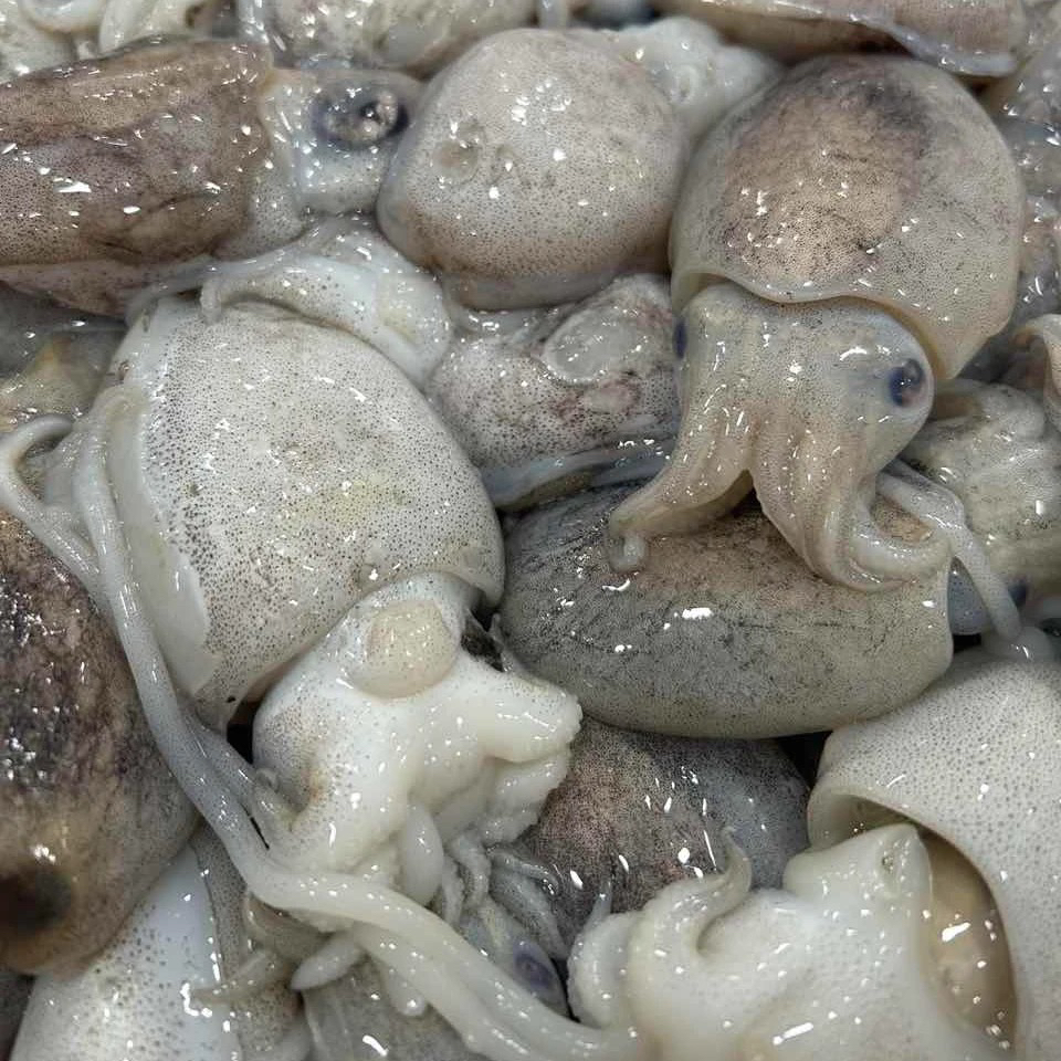 海捕小墨鱼 新鲜墨鱼仔 顺丰快递现称2500g精品