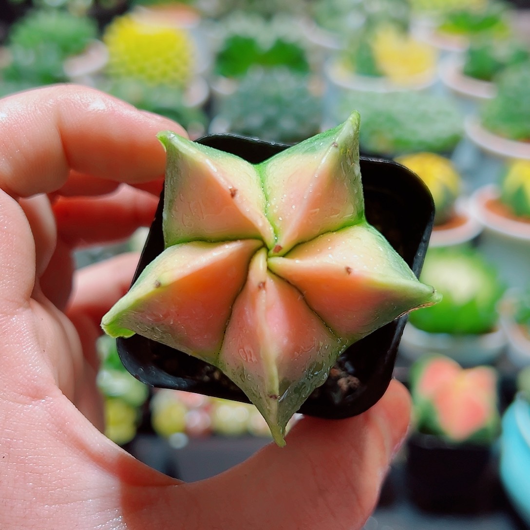 粉色鸾凤玉多肉  