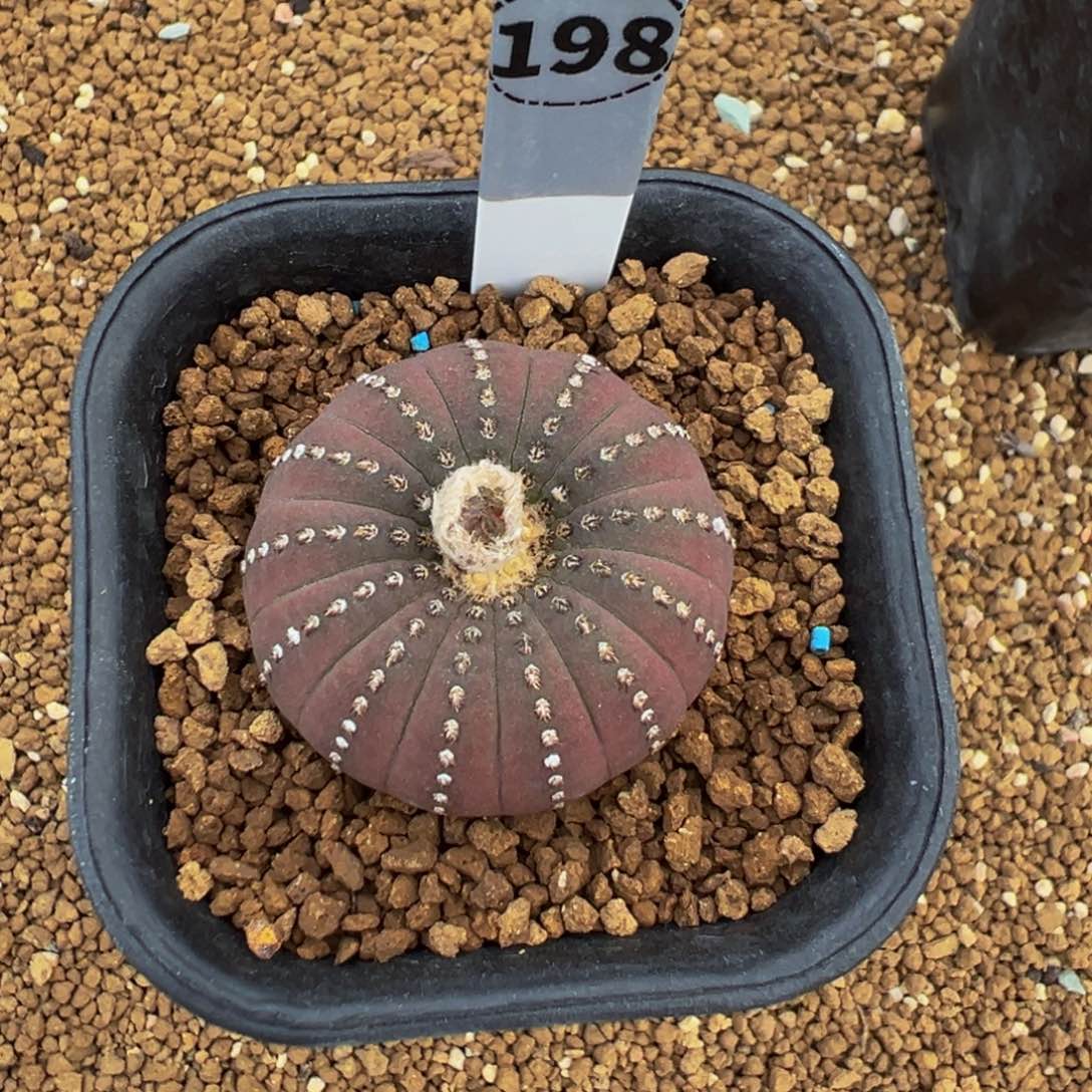 198实生根大型士童多肉植物带盆土