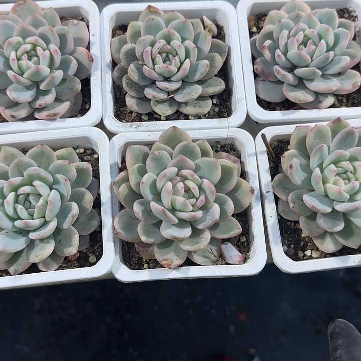 青蛙王子儿童牙膏1