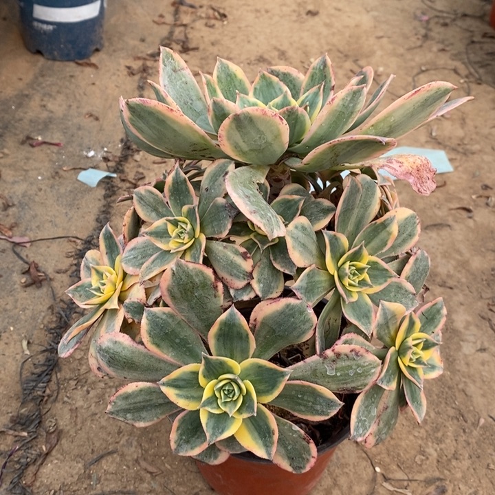灿烂多肉植物88。  