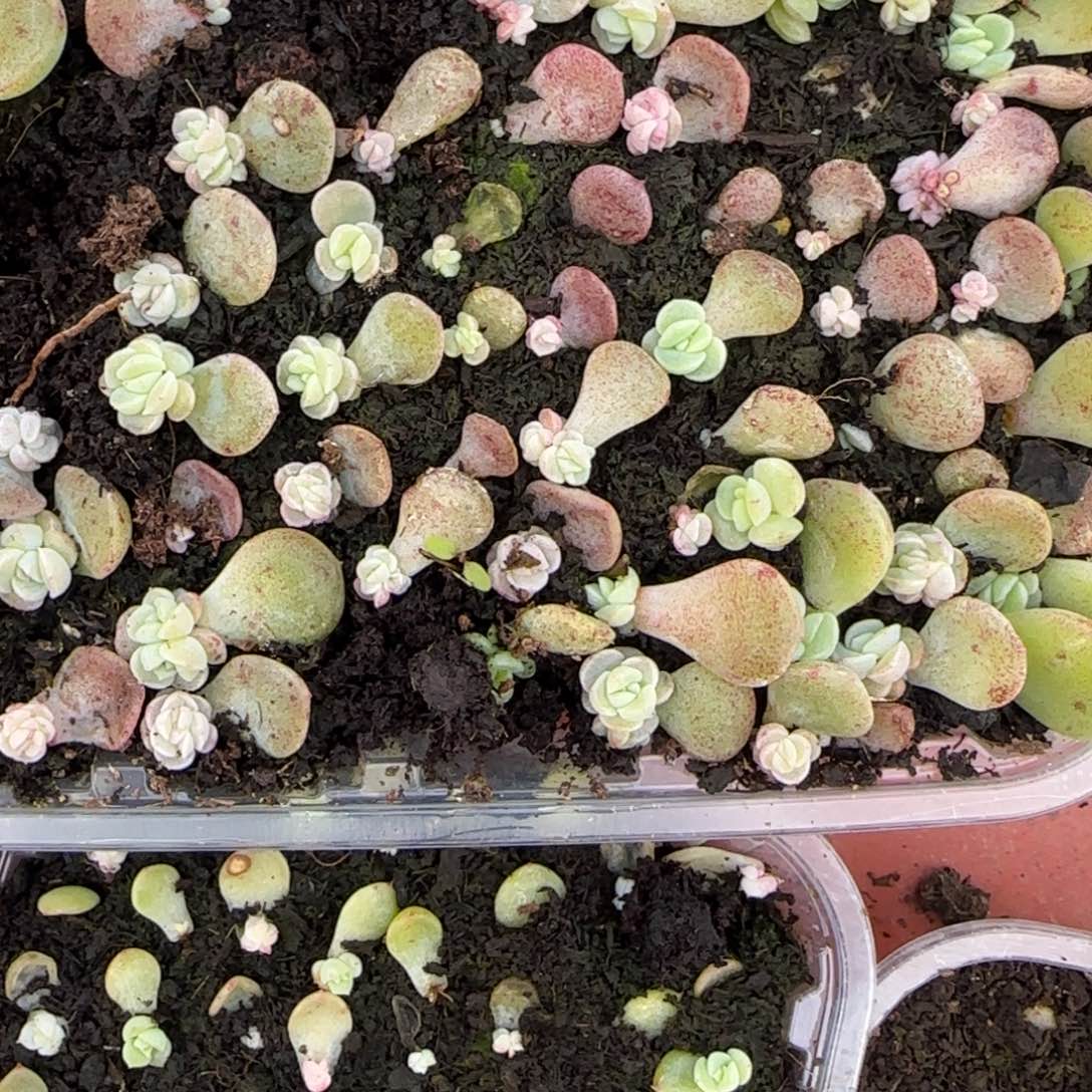 2个假茘枝芝麻穴满25包邮