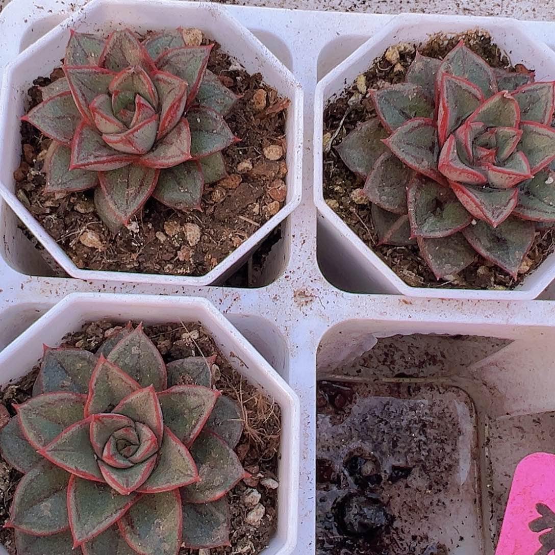 麒麟座19包邮多肉植物