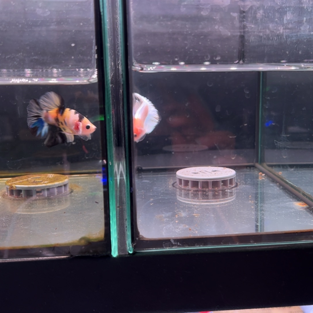 斗鱼泰国斗鱼74号75号