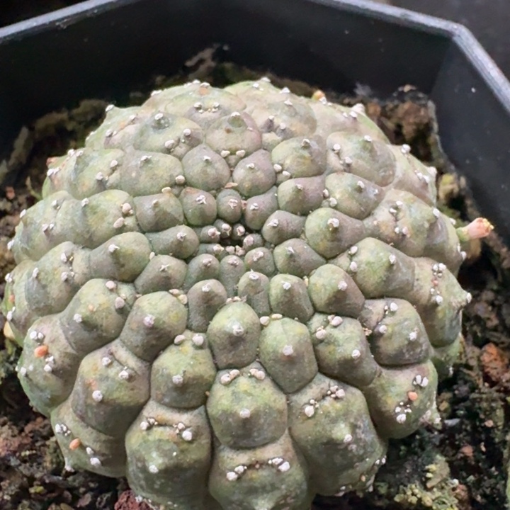 裸鄂大戟自根仙人球 