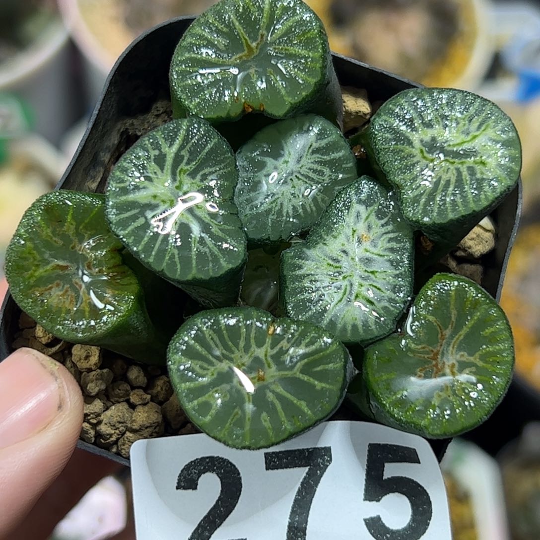 翡翠龙万象十二卷多肉