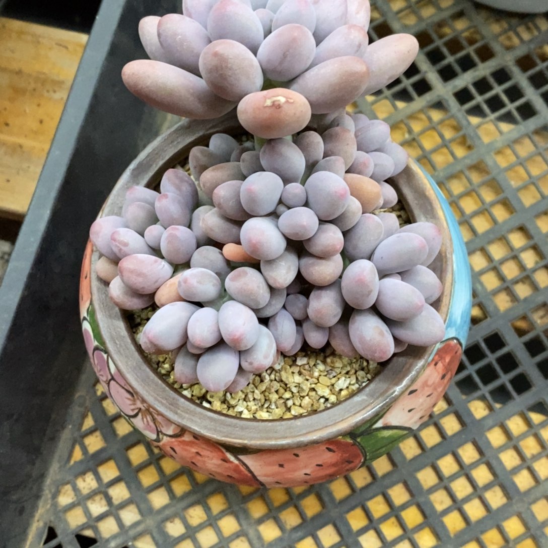 精品多肉一物一拍不包整469