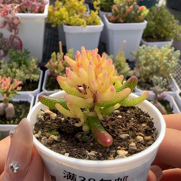 439-真飞机猪植物枝干